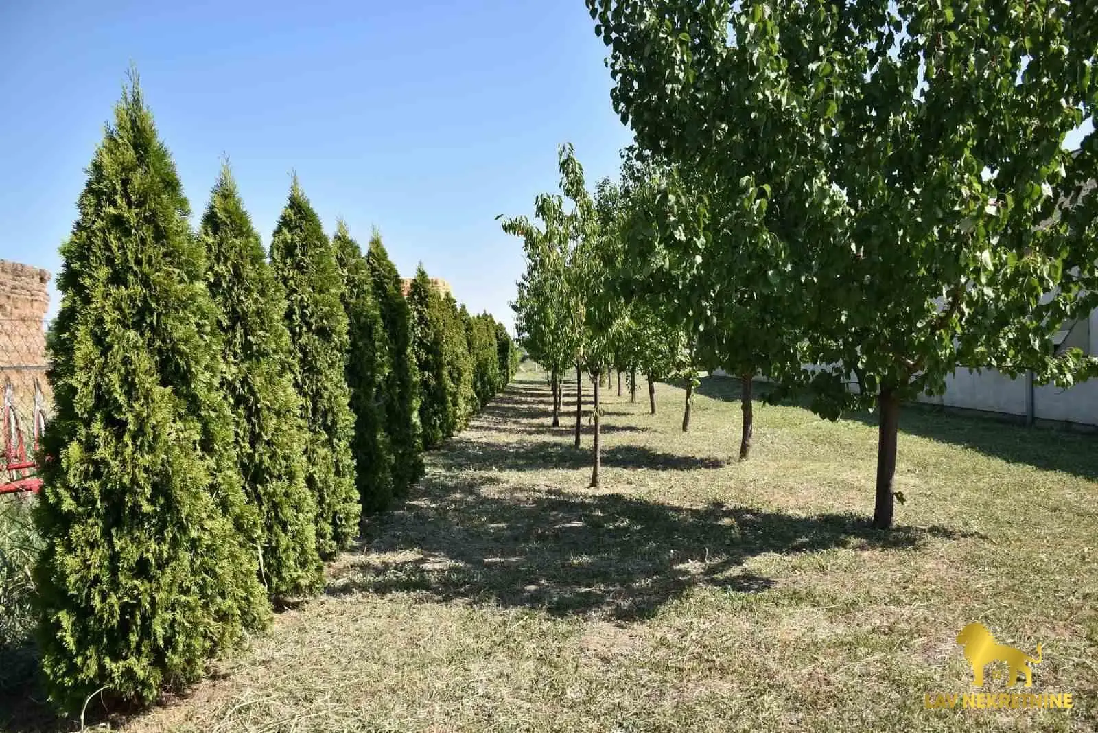 Plac - Bečej Bečej - 7000005