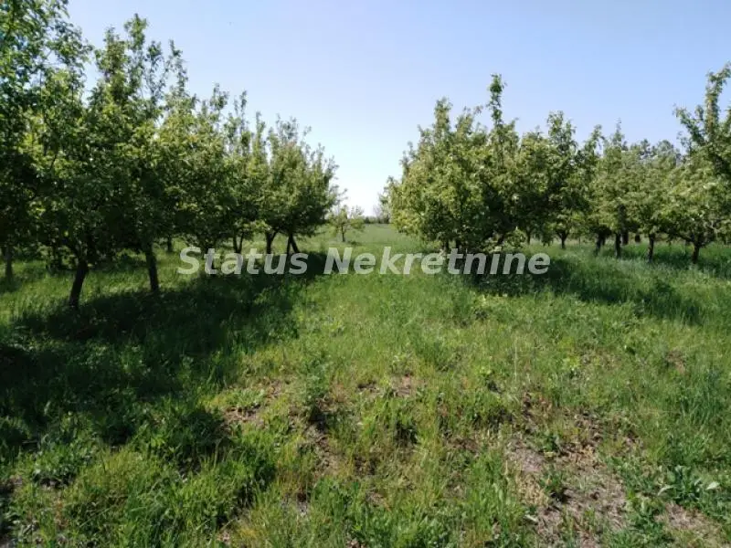 Plac - Petrovaradin (Novi Sad) Petrovaradin - 15736