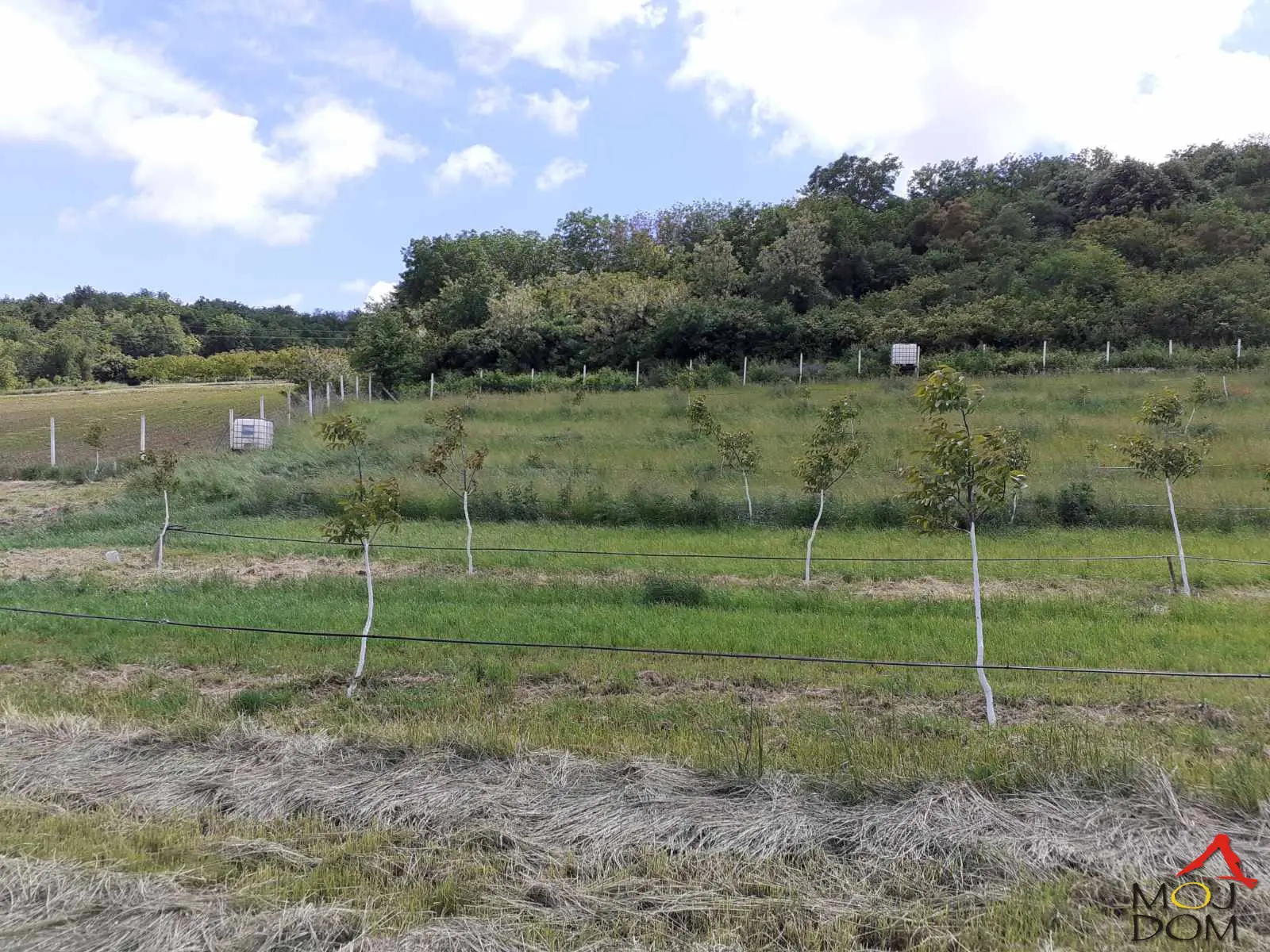 The plot is near Čortanovci, approximately 200m from the asphalt and the end of the village.
The plot has two functioning wells.
On the plot there are 186 walnut trees, which are already starting to bear fruit.
The plot is classified as building land outside the construction area