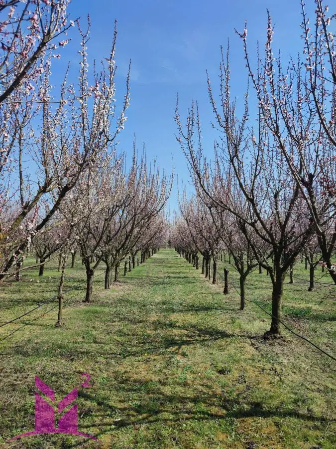 * Orchard in full bearing - Kisač *