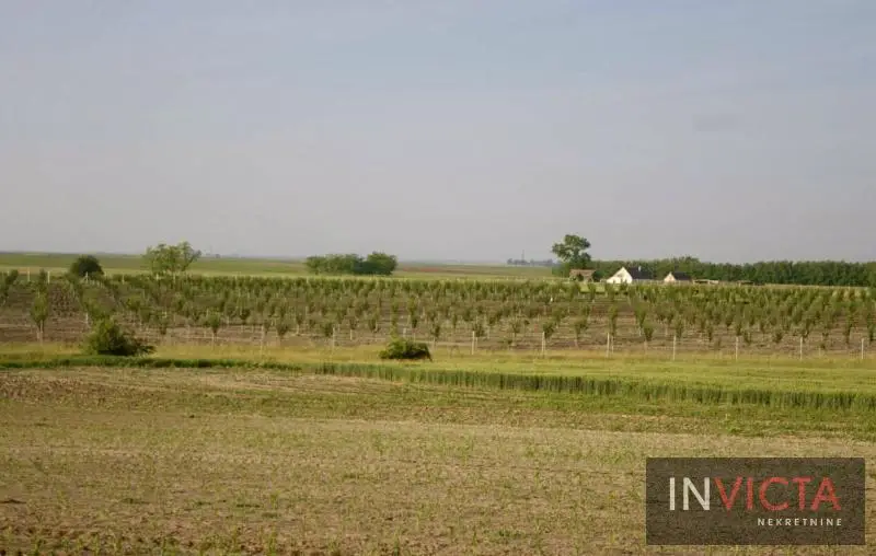Agricultural estate–orchard, plums