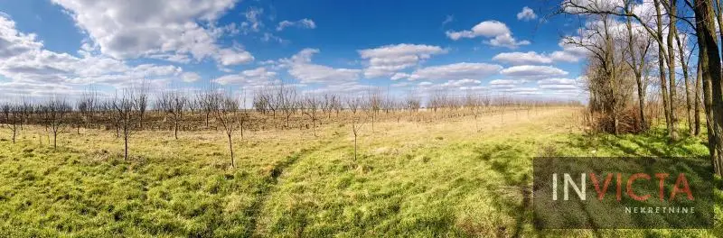Agricultural estate–orchard, plums