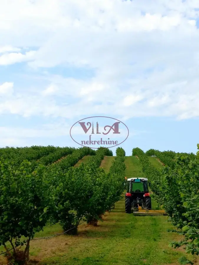 Sremska Mitrovica, Ležimir, Fruška Gora, Hazelnut plantation in full yield