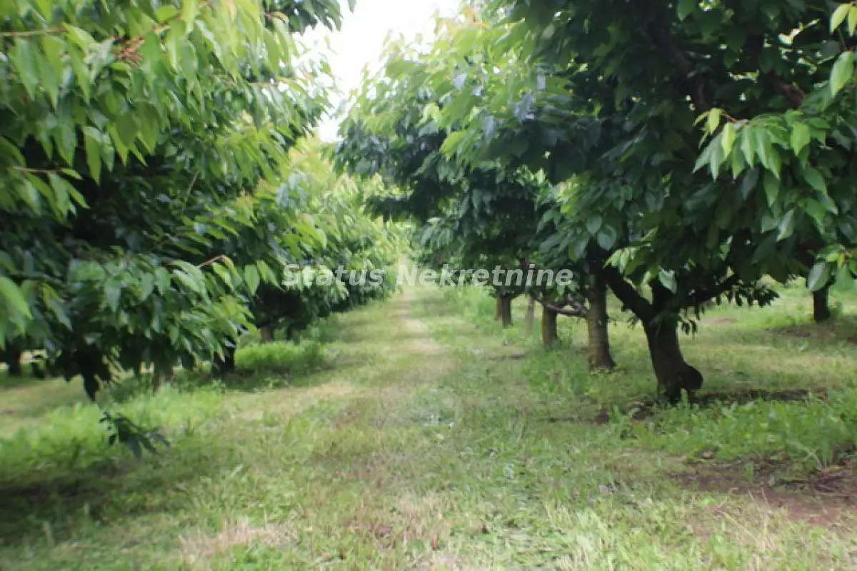 Orchard under cherry trees
