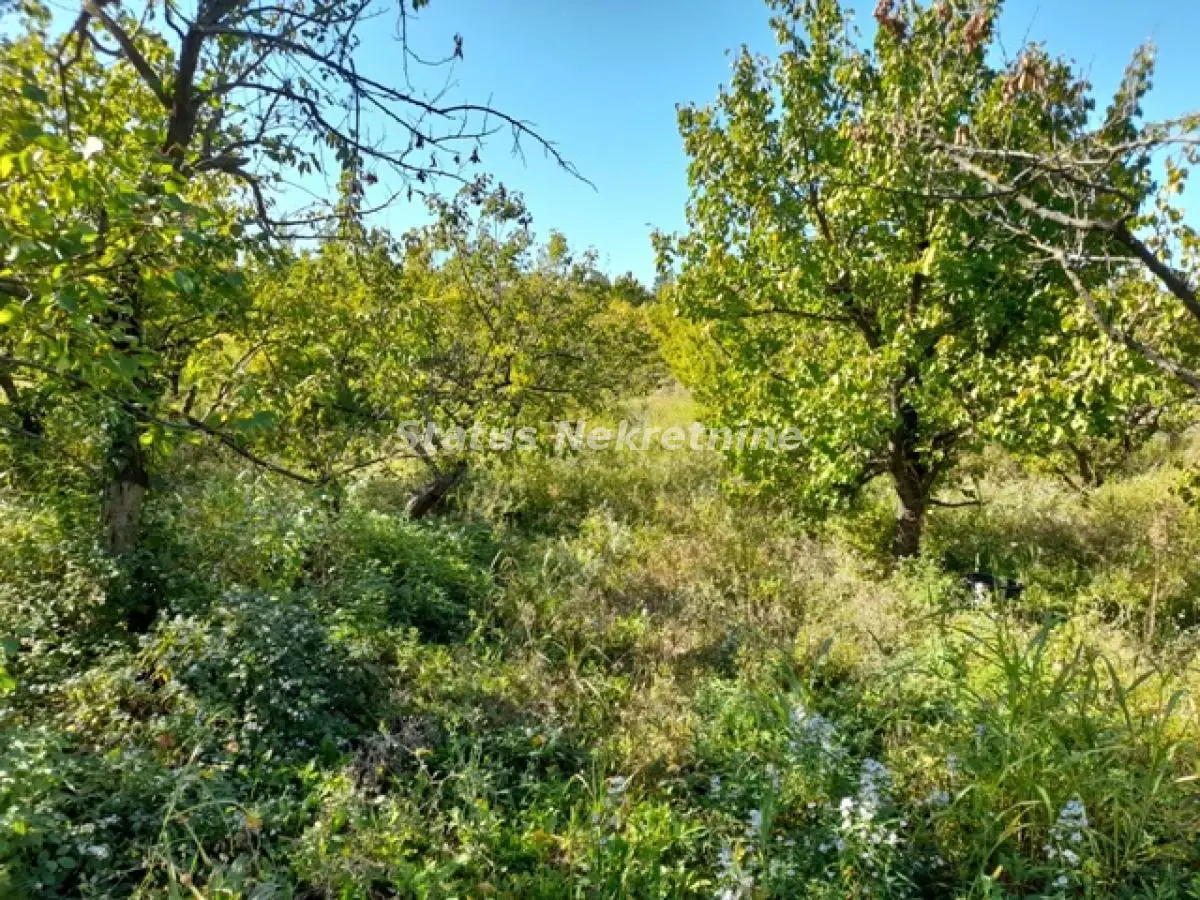 Plot under orchard - Ledinci