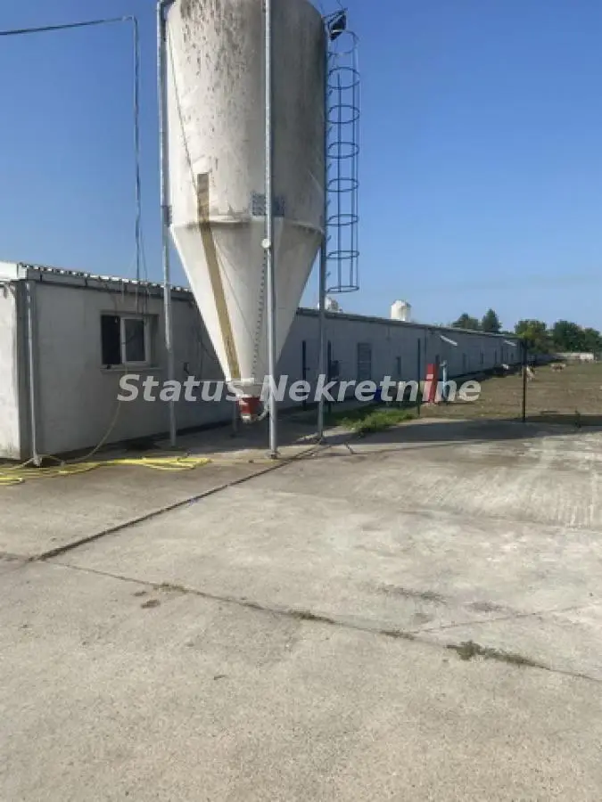 Belgrade-Surroundings-Established Chicken Farm with a capacity of 40,000 units-065/385 8880
