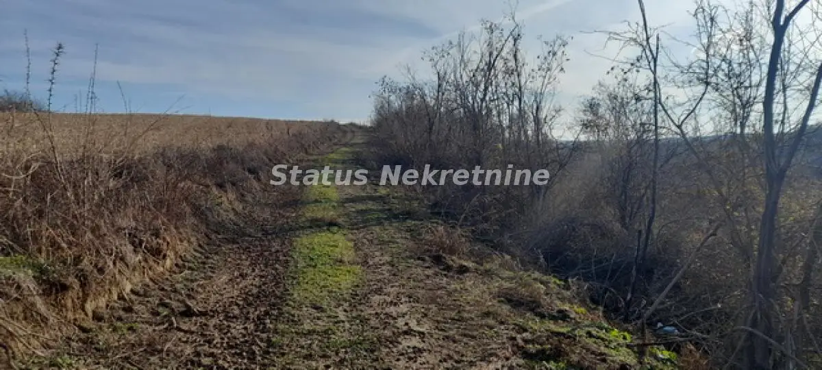 Susek - Land under Acacia 13,000 m2 Dumara area - 065/385 8880