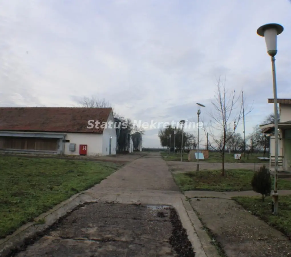 Active chicken farm-