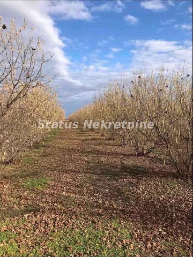 Novi Sad okolina-Ograđena Plantaža 950 stabala Lešnika na Placu od 16000m2