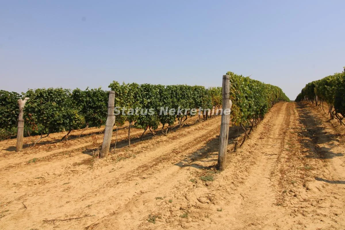 Vinograd,- 45,02 a, Banoštor