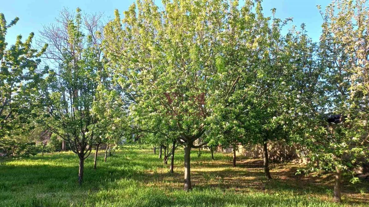 Srbobran, Turija, Manja kuća sa puno drveća i zelenila na većem placu
